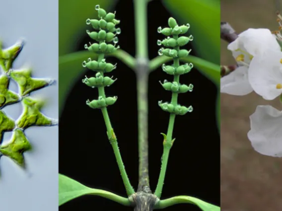 green alga, female cones of Gnetum gnemon, and a cherry blossom