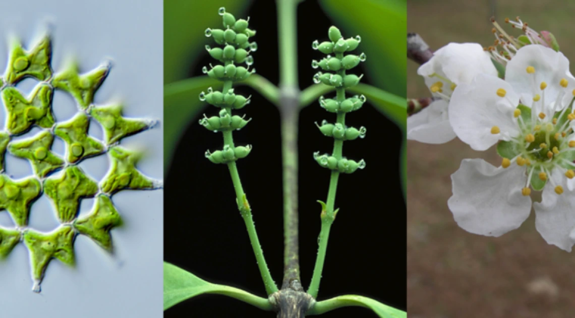 green alga, female cones of Gnetum gnemon, and a cherry blossom